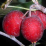 Malus 'Dolgo'.png